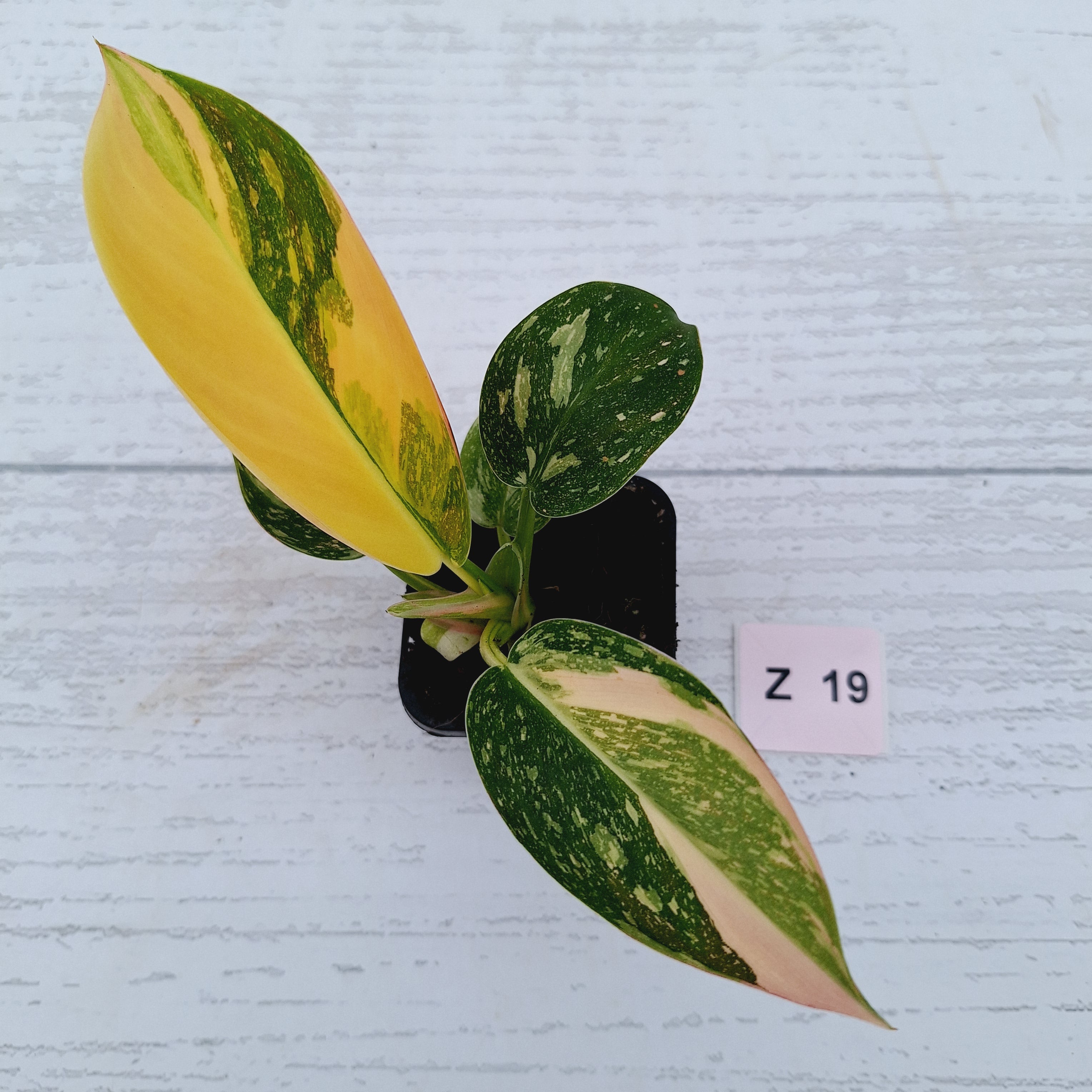 Philodendron Green Congo Variegata (Nuclear)