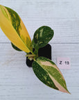 Philodendron Green Congo Variegata (Nuclear)