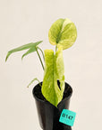 Monstera Deliciosa 'White Monster'