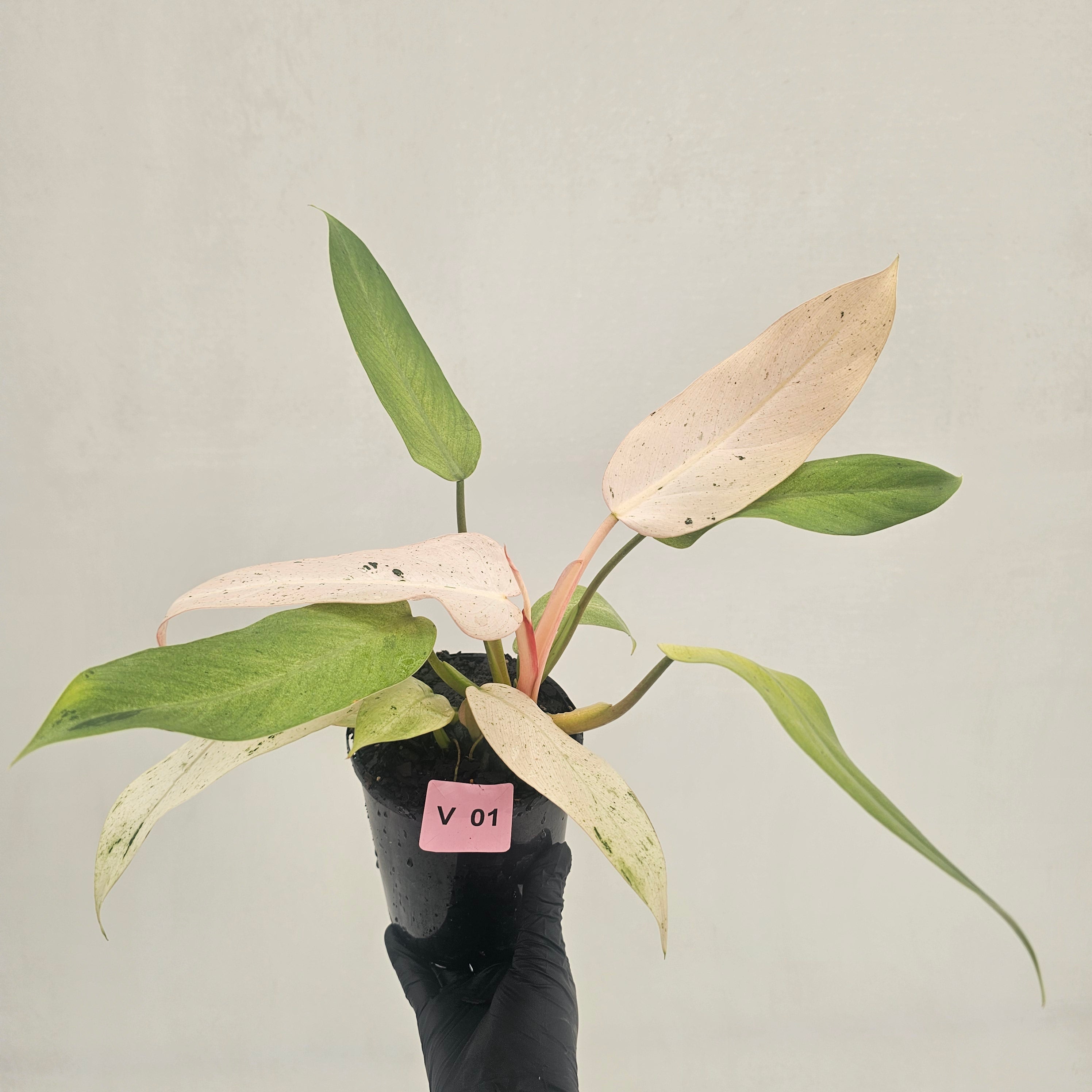 Philodendron  'Whipple Way'