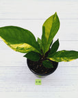 Anthurium jenmanii Variegata