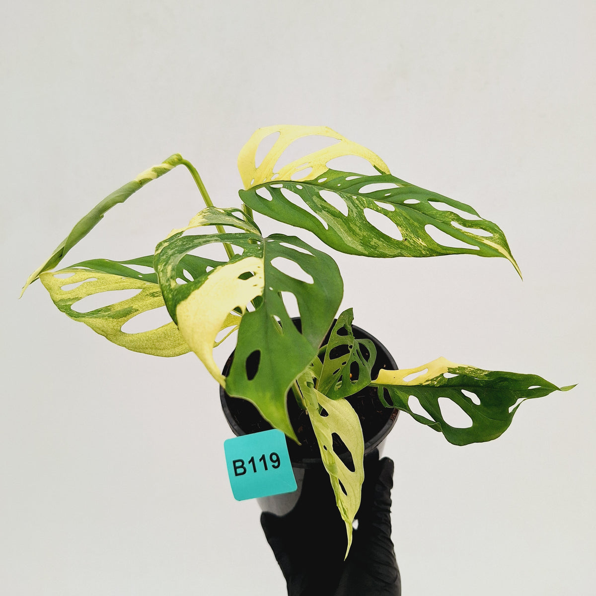Monstera adansonii Variegata
