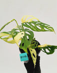 Monstera adansonii Variegata