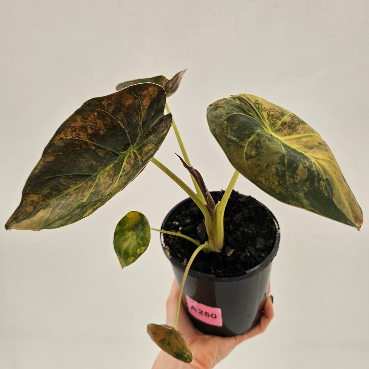 Alocasia ‘wentii’ Variegated - SALE