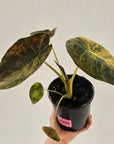 Alocasia ‘wentii’ Variegated - SALE