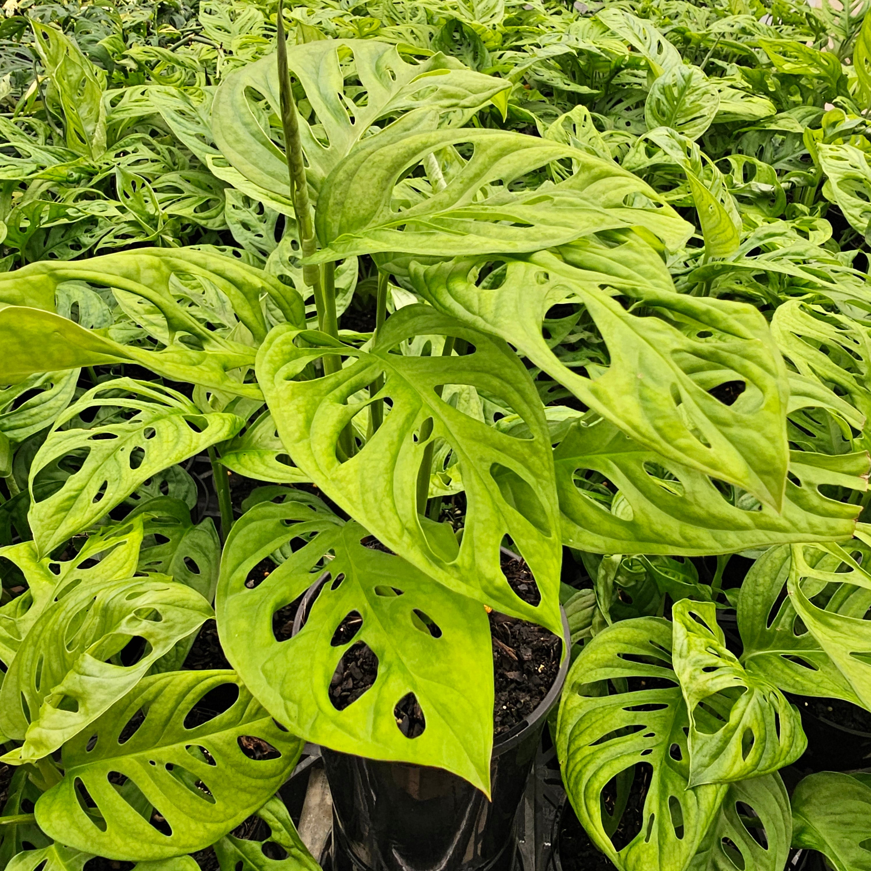 Monstera friedrichsthalii 'Monkey Mask'
