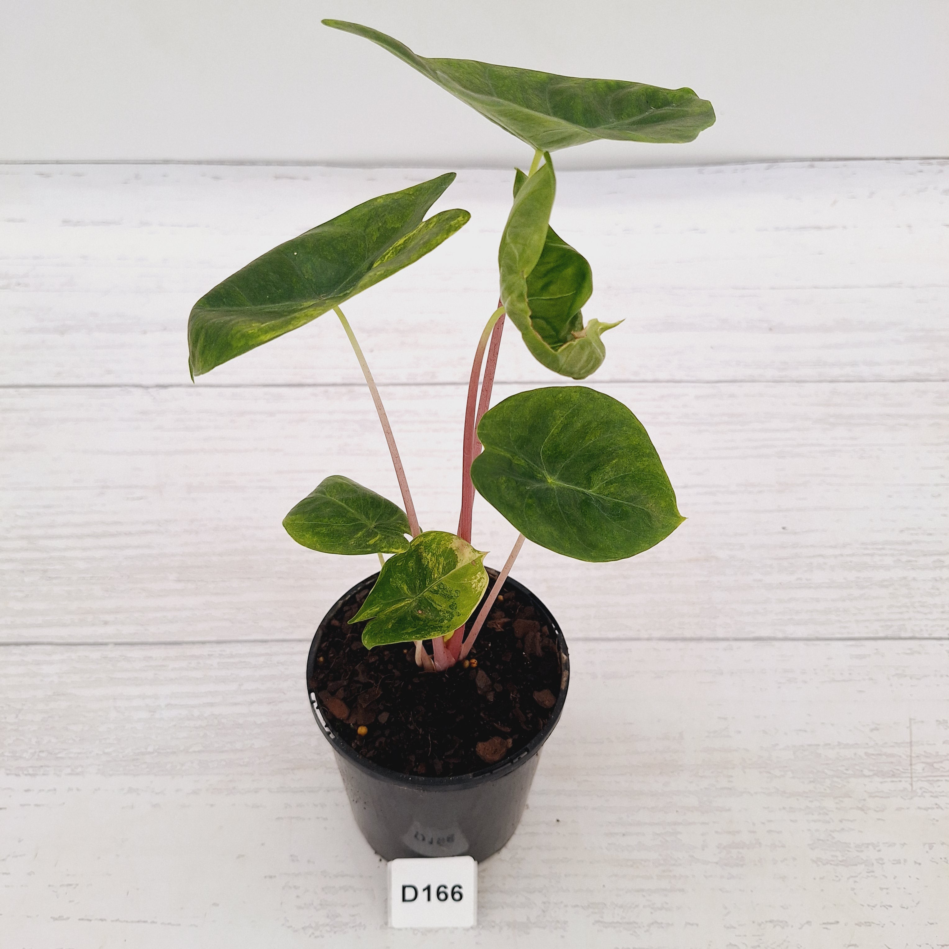 Alocasia 'Morocco' Variegated - SALE