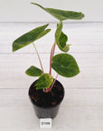 Alocasia 'Morocco' Variegated - SALE