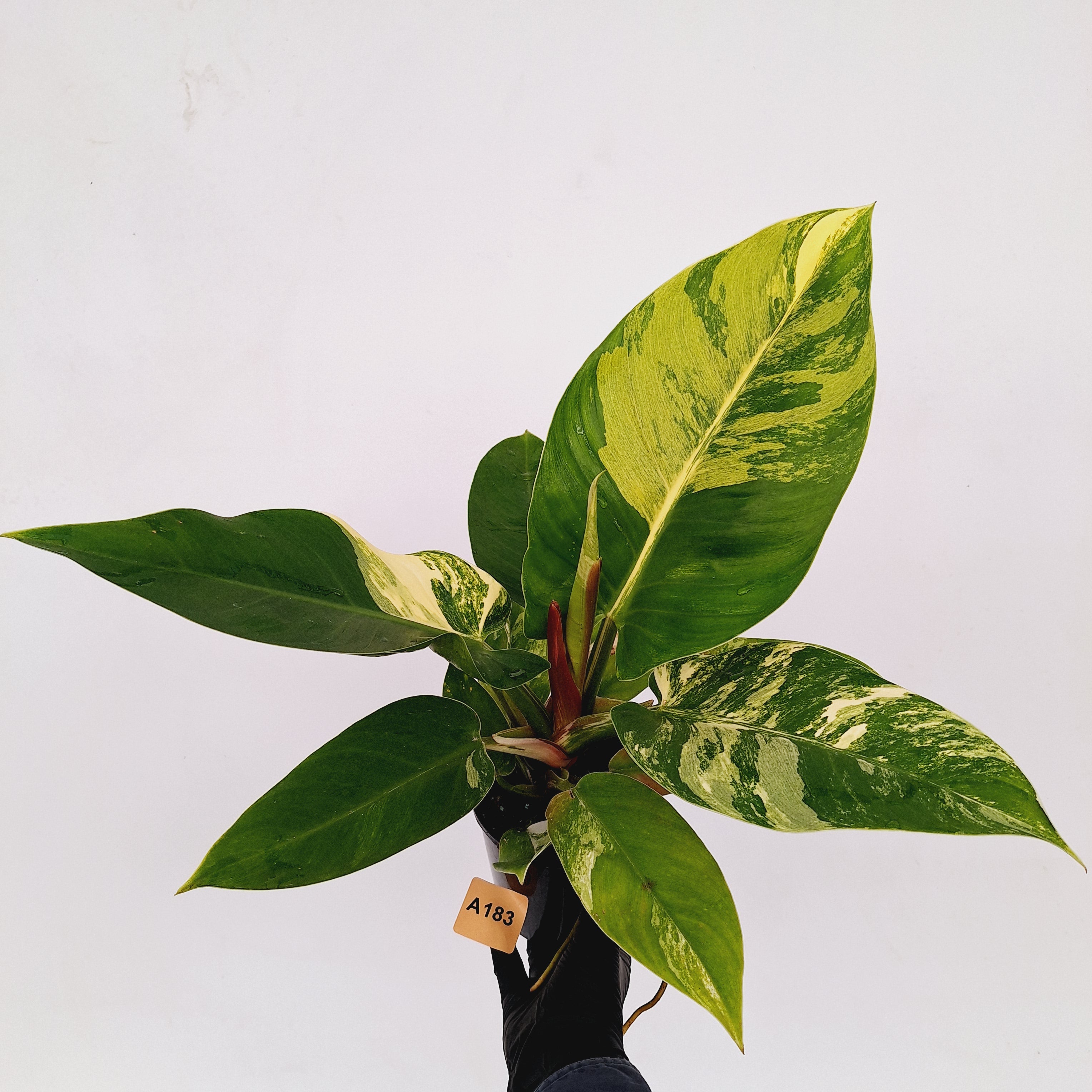 Philodendron imperial green variegata