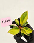 Philodendron 'Rojo Congo Variegated' 70mm