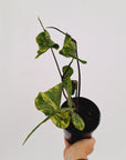 Alocasia macrorrhizos 'Stingray Aurea' Variegata