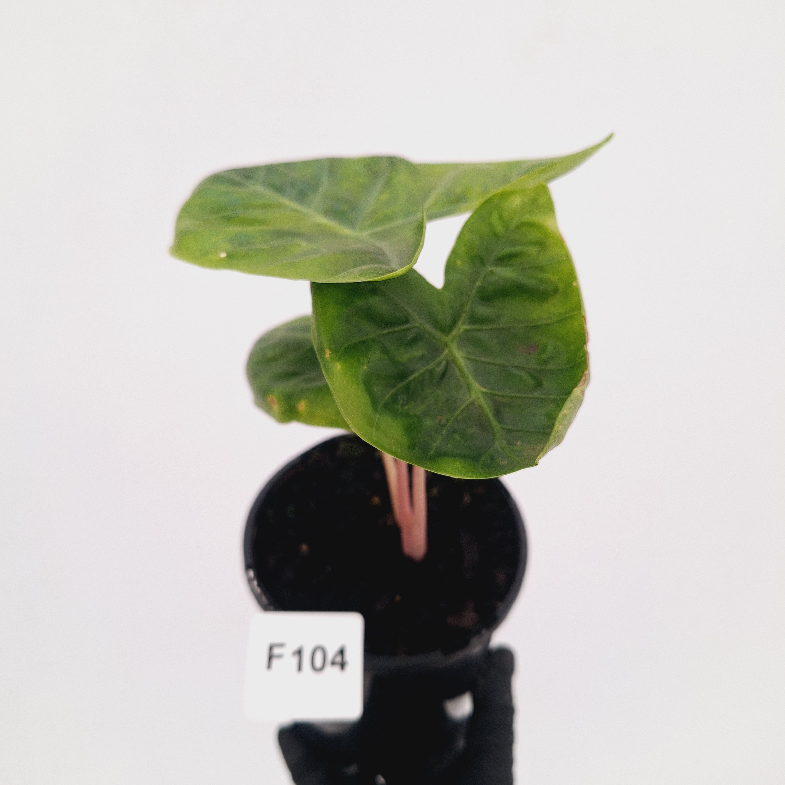 Alocasia 'Morocco' Variegated - SALE
