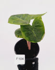 Alocasia 'Morocco' Variegated - SALE
