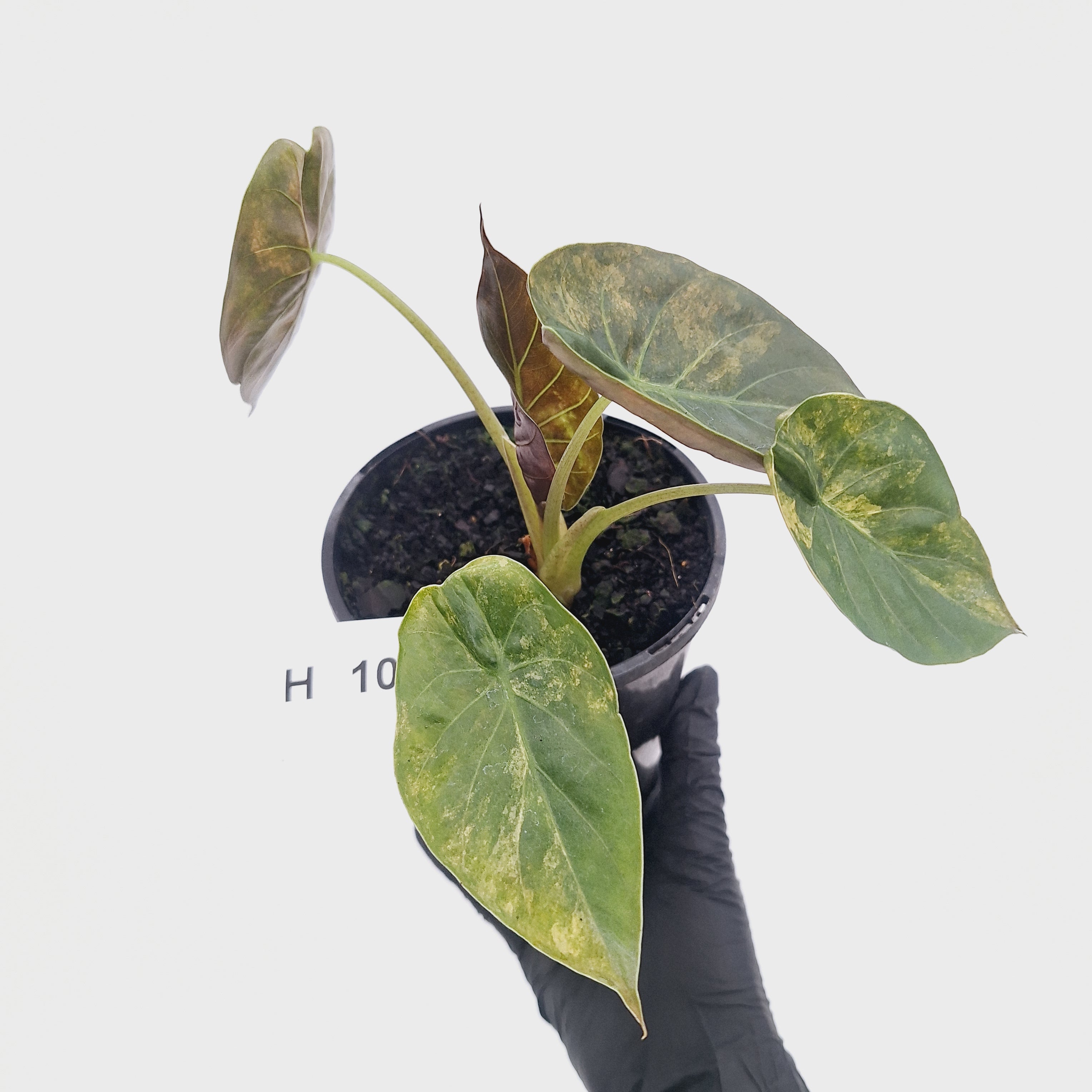 Alocasia ‘wentii’ Variegated