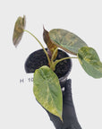 Alocasia ‘wentii’ Variegated