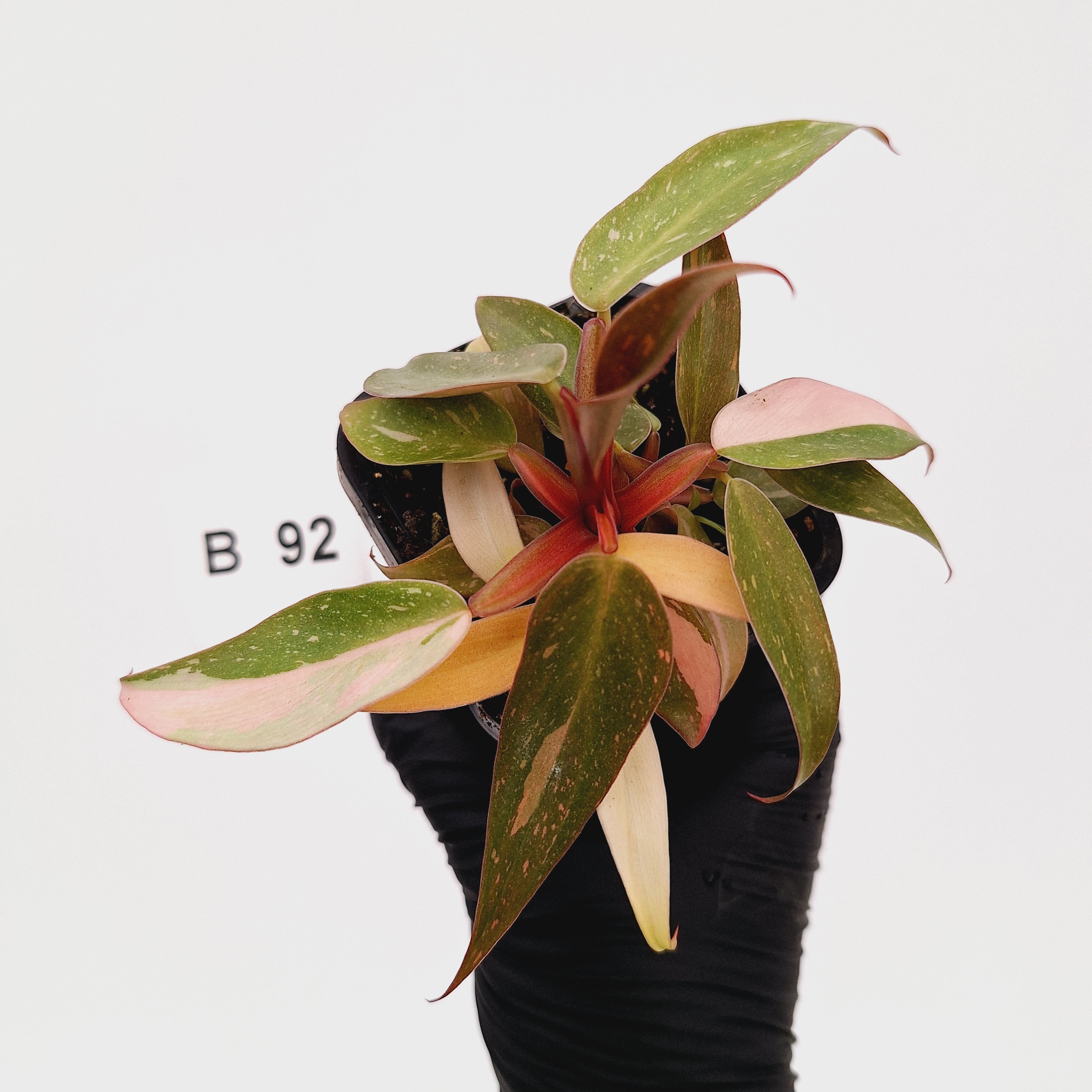 Philodendron 'Orange Princess'