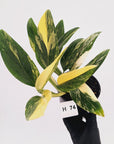 Monstera standleyana 'Cobra' - SALE
