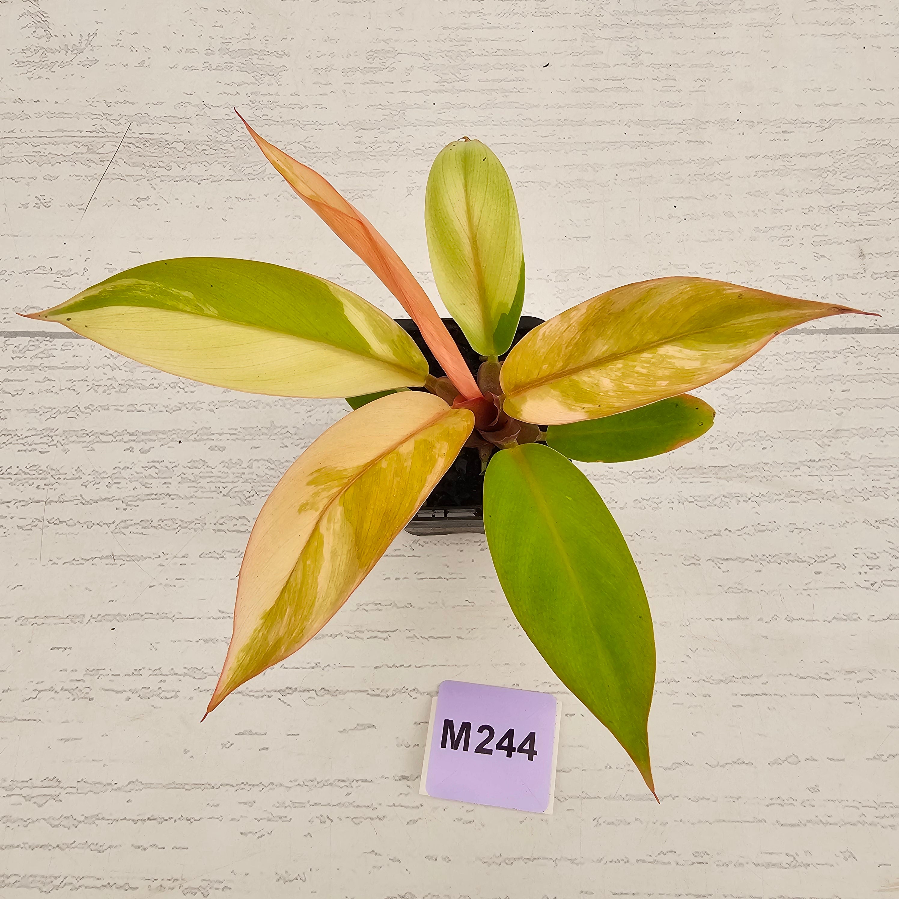 Philodendron Prince of Orange variegated - SALE