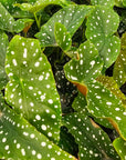 Begonia maculata Polka Dot - Bare Bottom Baby