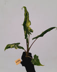 Alocasia sarian variegata