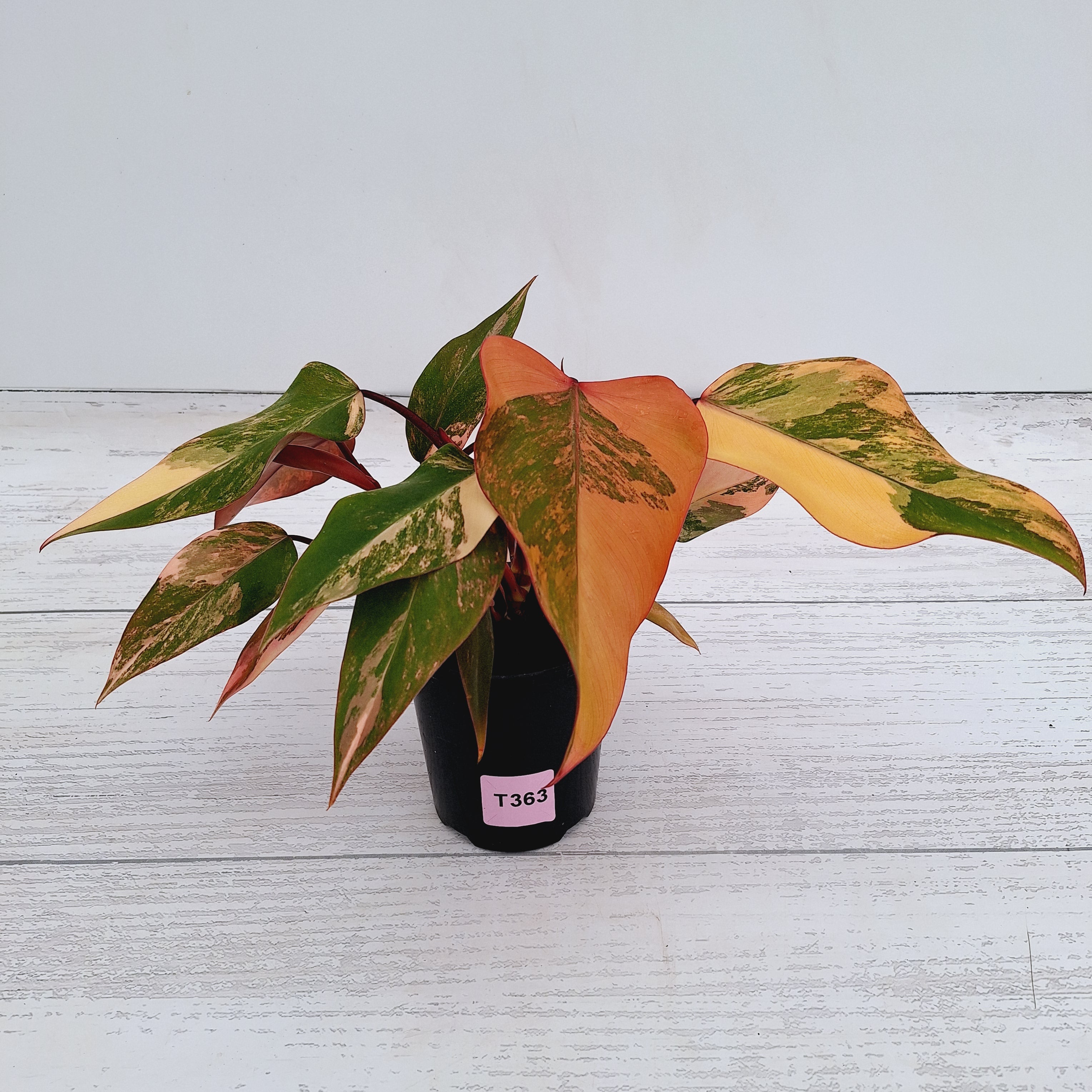 Philodendron erubescens Strawberry Shake