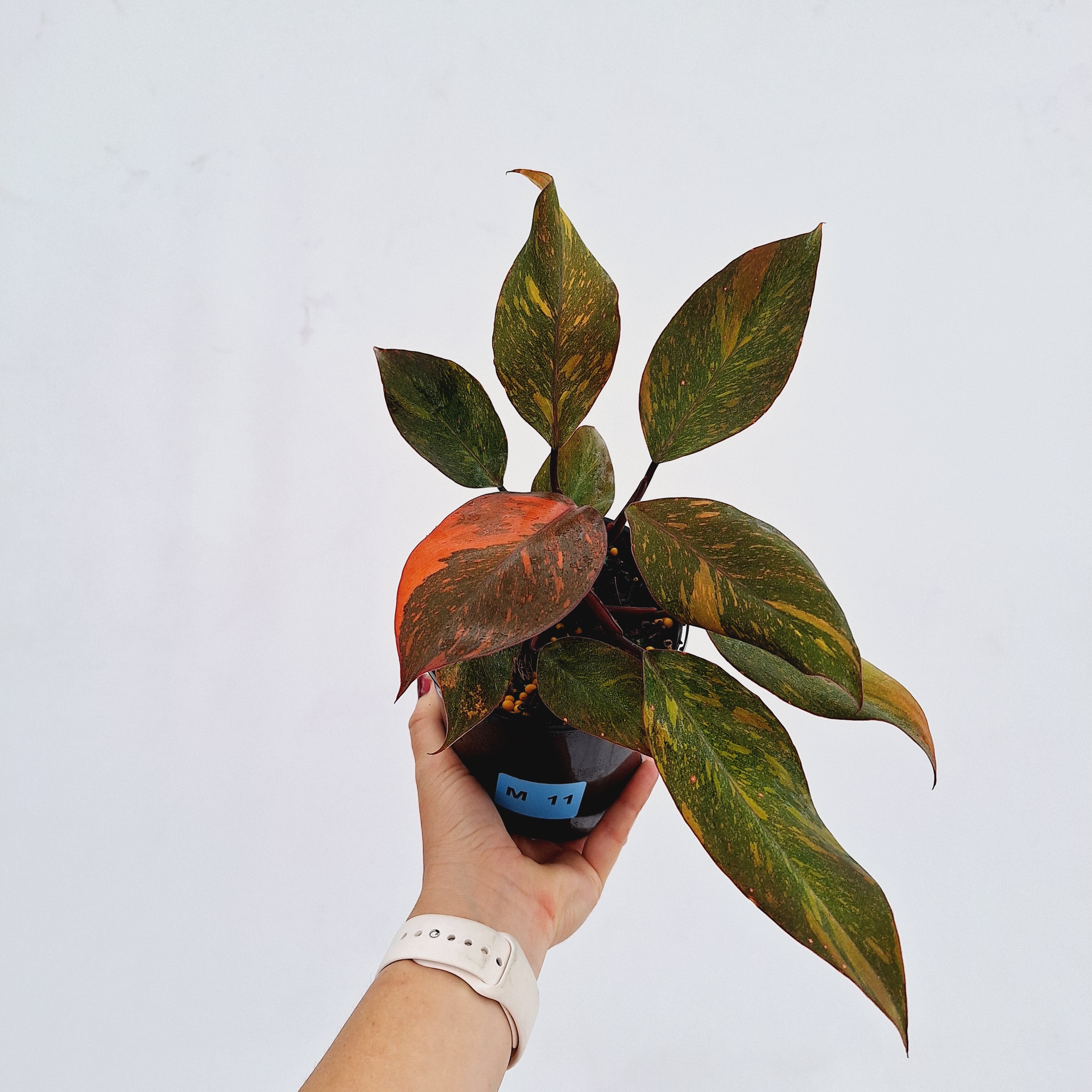 Philodendron &#39;Orange Princess&#39;