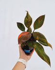 Philodendron 'Orange Princess'