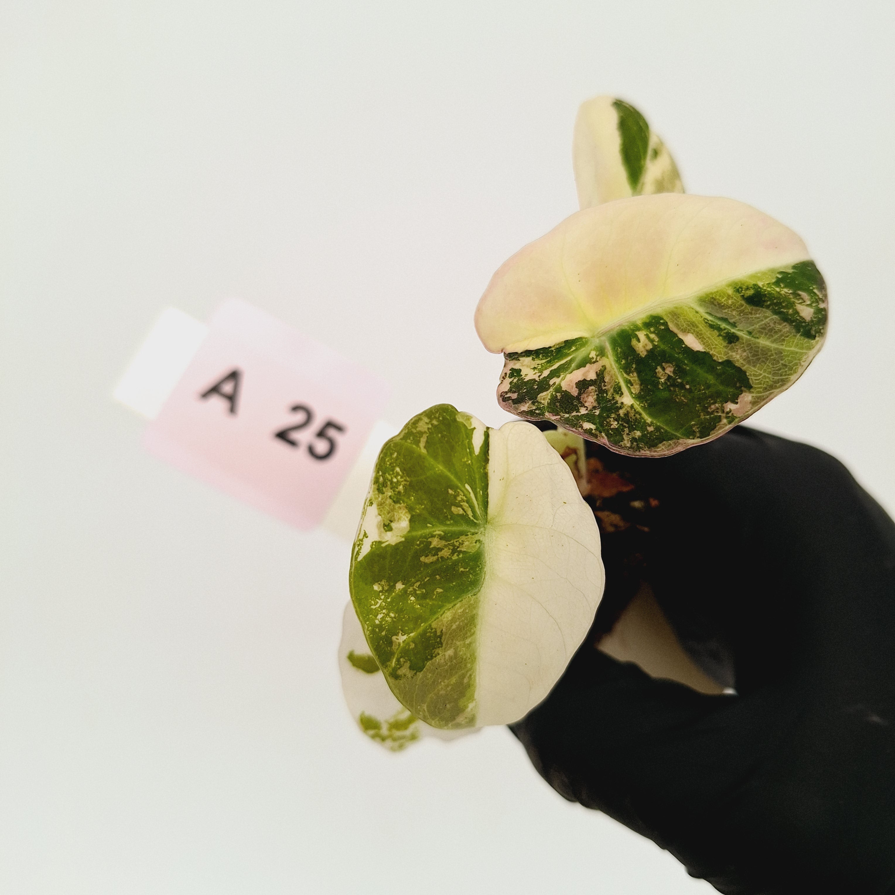 Alocasia reginula 'Black Velvet variegata'- Bare Bottom Baby