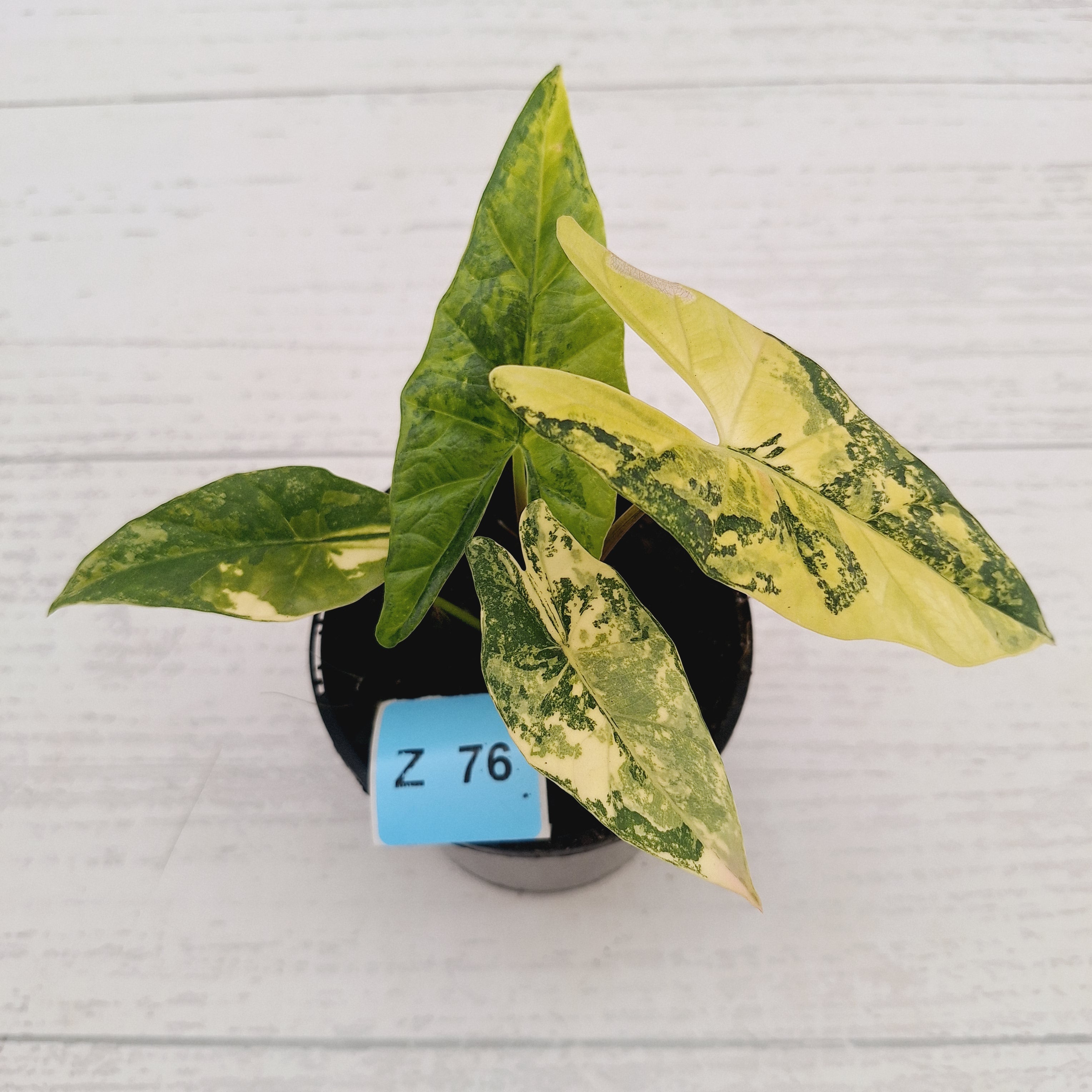 Alocasia ‘Simpo Aurea’ Variegata