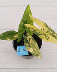 Alocasia ‘Simpo Aurea’ Variegata