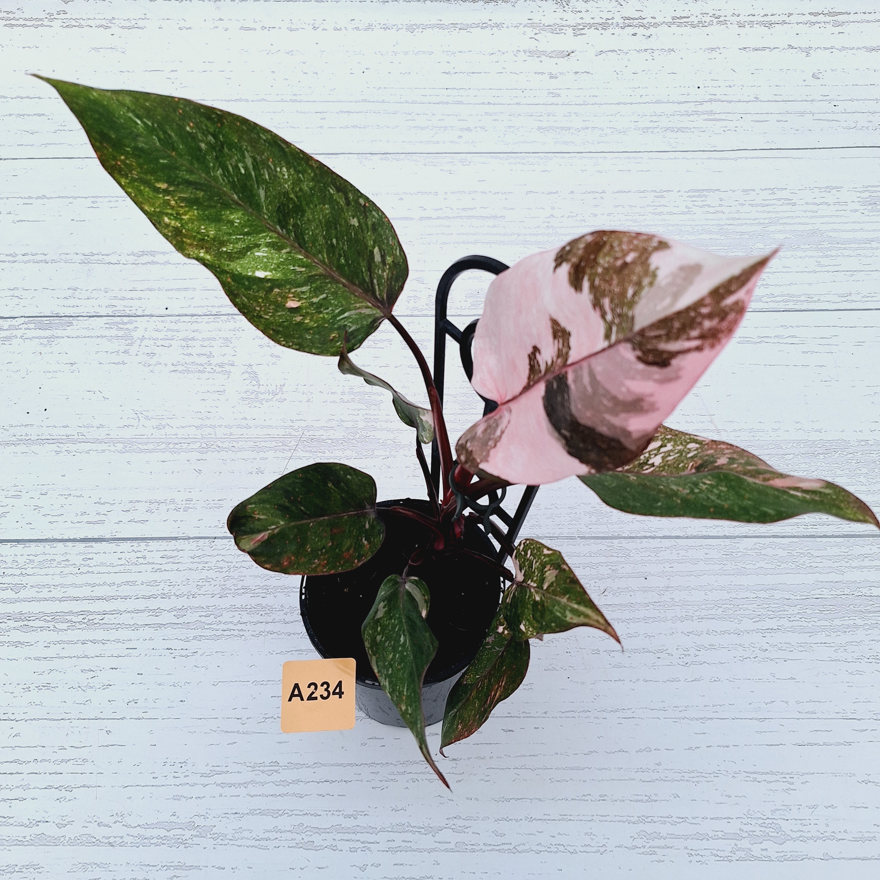 Philodendron &#39;Pink Princess Galaxy Marble&#39; Sport - Perfectly Imperfect