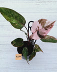 Philodendron 'Pink Princess Galaxy Marble' Sport - Perfectly Imperfect