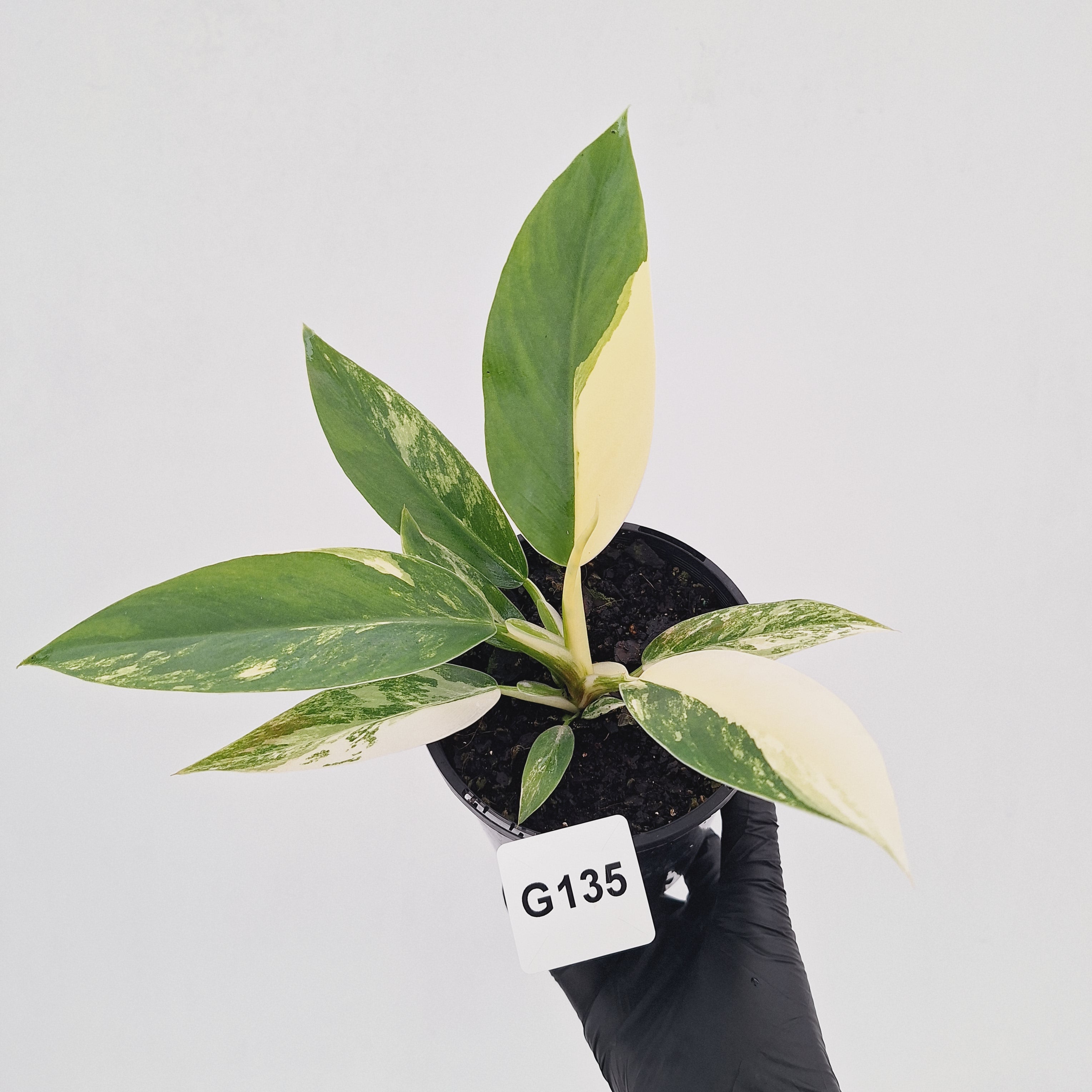 Philodendron imperial green variegata
