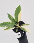 Philodendron imperial green variegata