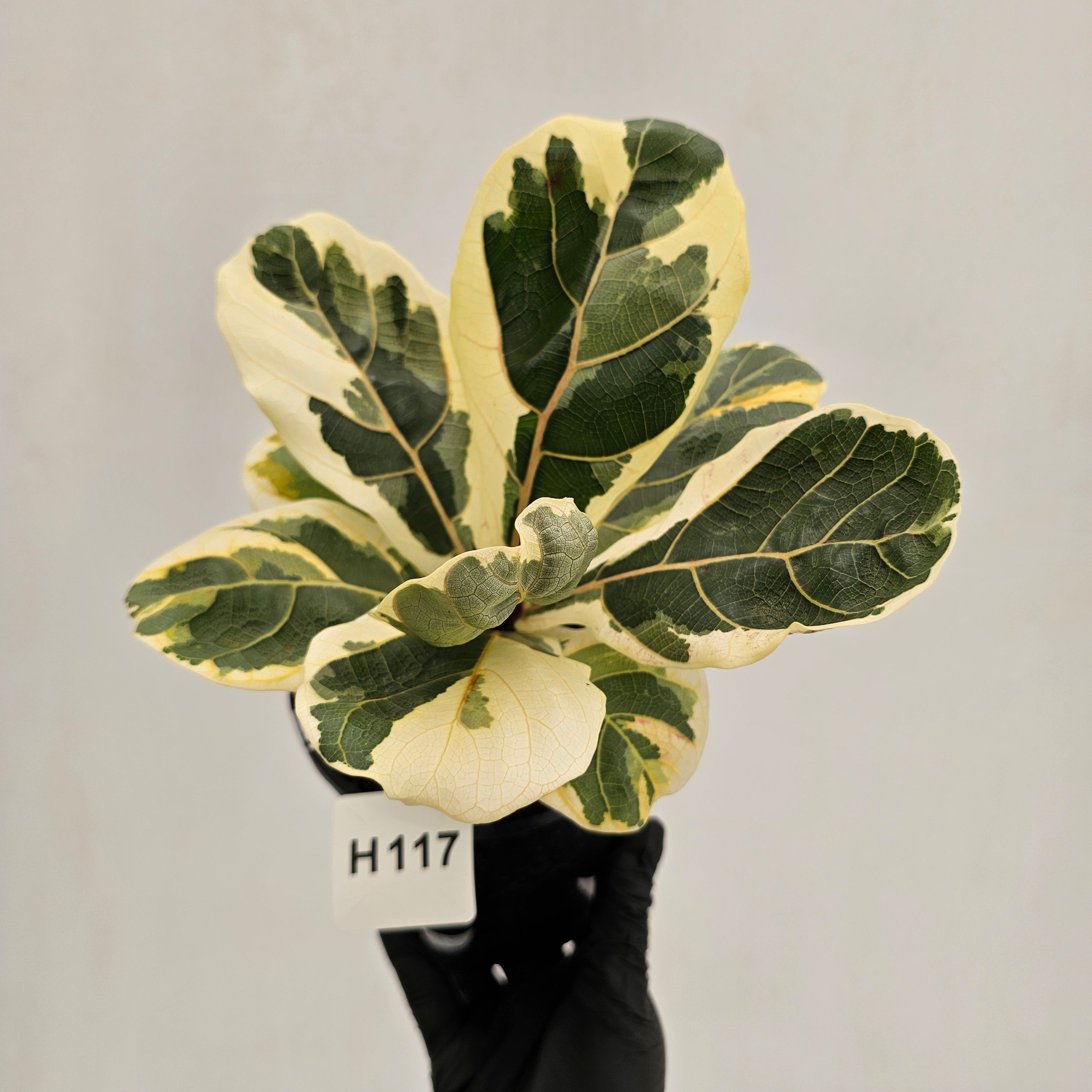 Ficus lyrata Variegata