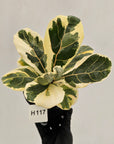 Ficus lyrata Variegata