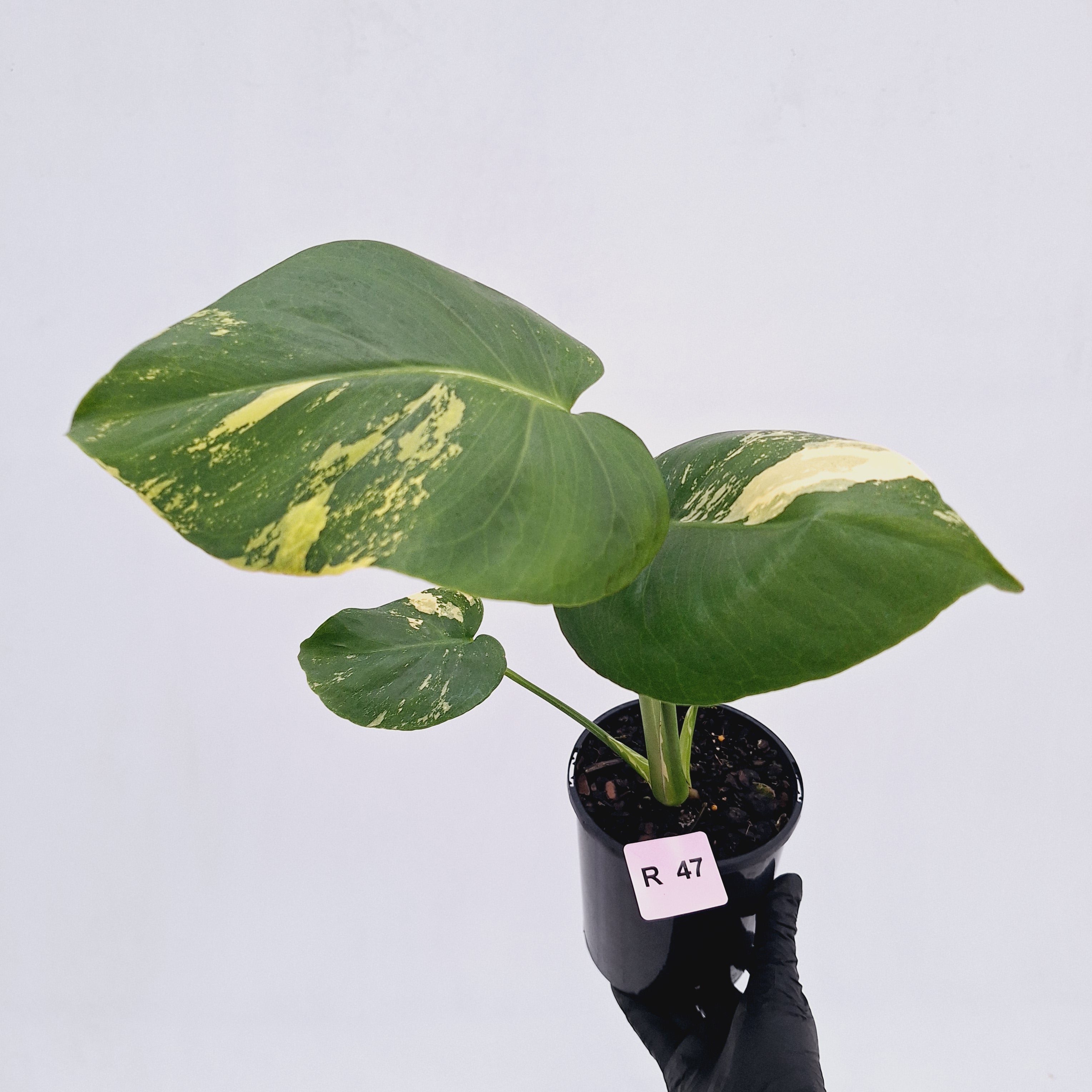 Monstera deliciosa Variegata
