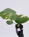 Monstera deliciosa Variegata