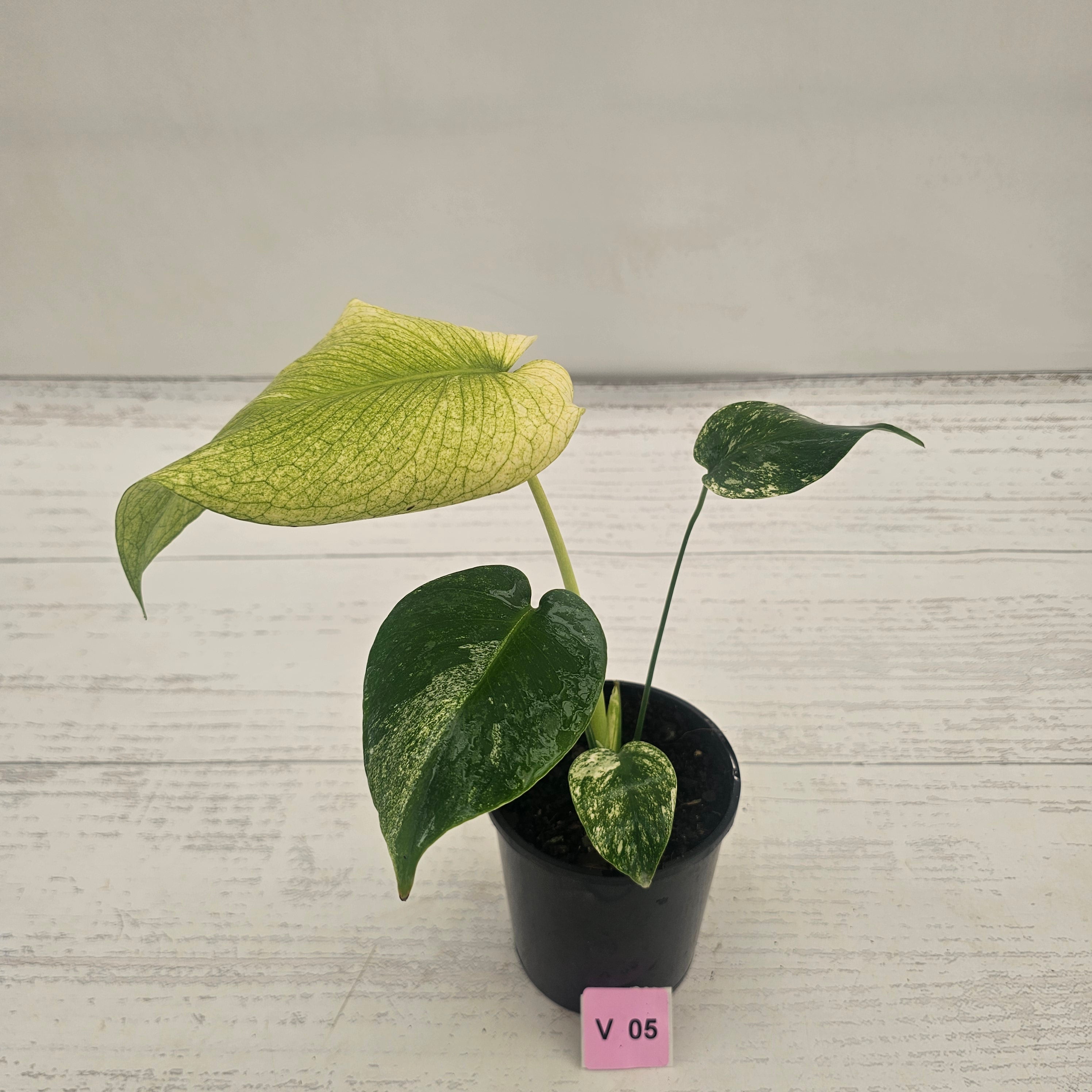 Monstera Deliciosa 'Mint'