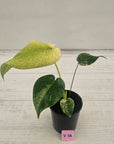Monstera Deliciosa 'Mint'