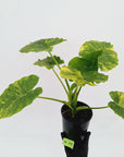 Alocasia Odora 'California Aurea Variegata'