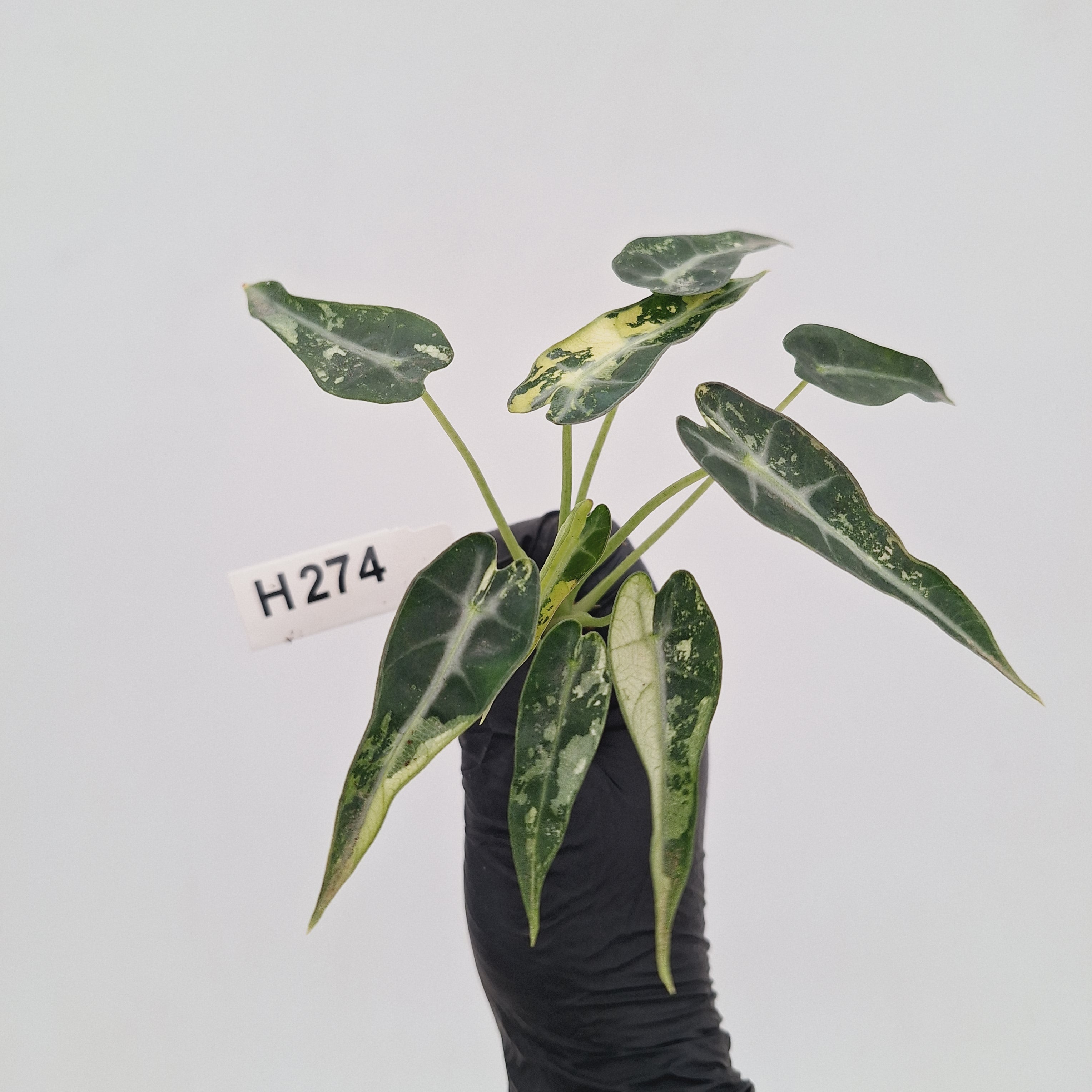 Alocasia Amazonica  bambino Variegata - Bare Bottom Baby - SALE