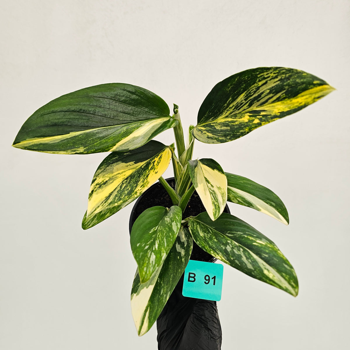 Monstera standleyana 'Cobra' - SALE