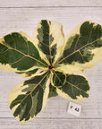 Ficus lyrata Variegata