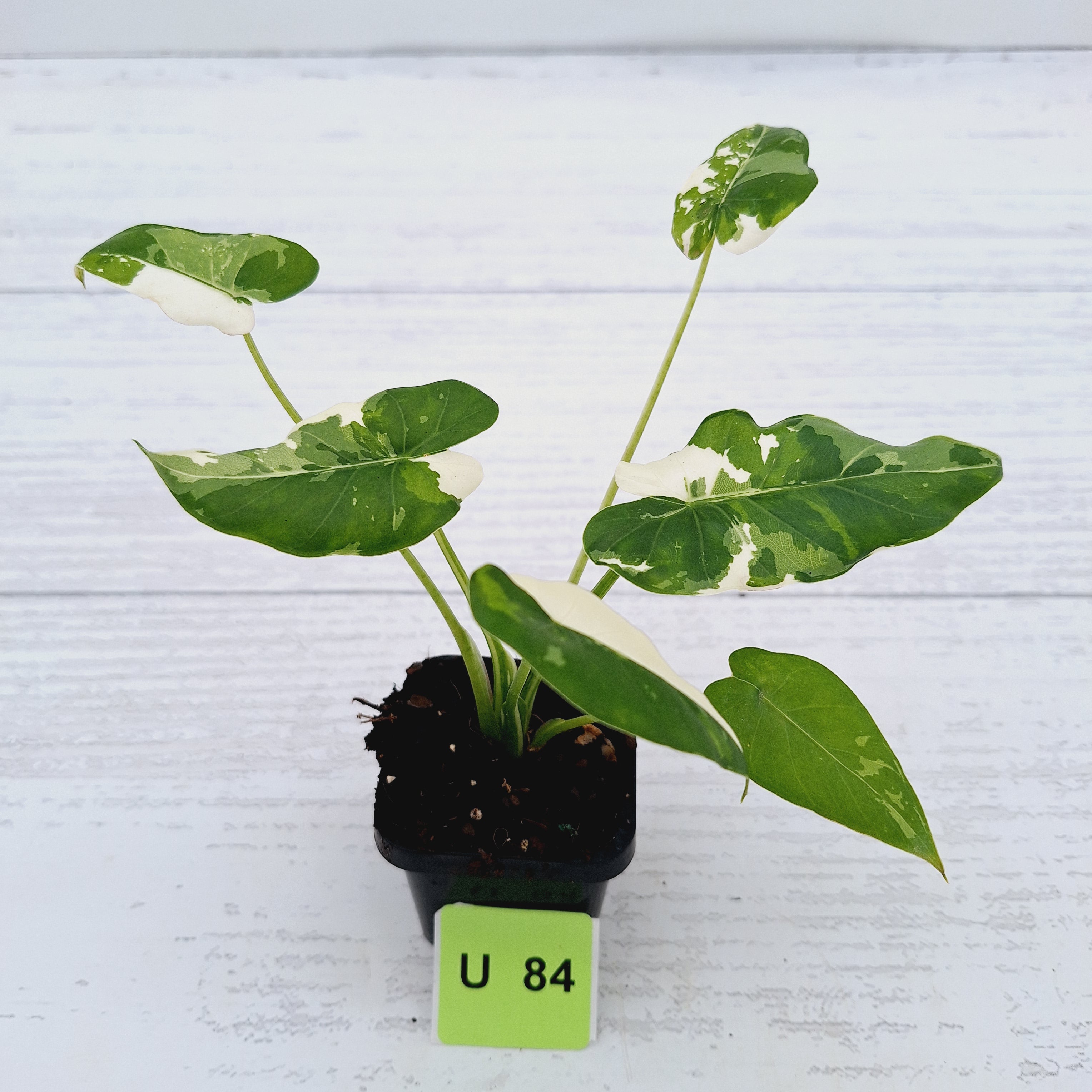 Alocasia Okinawa Silver
