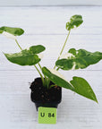 Alocasia Okinawa Silver