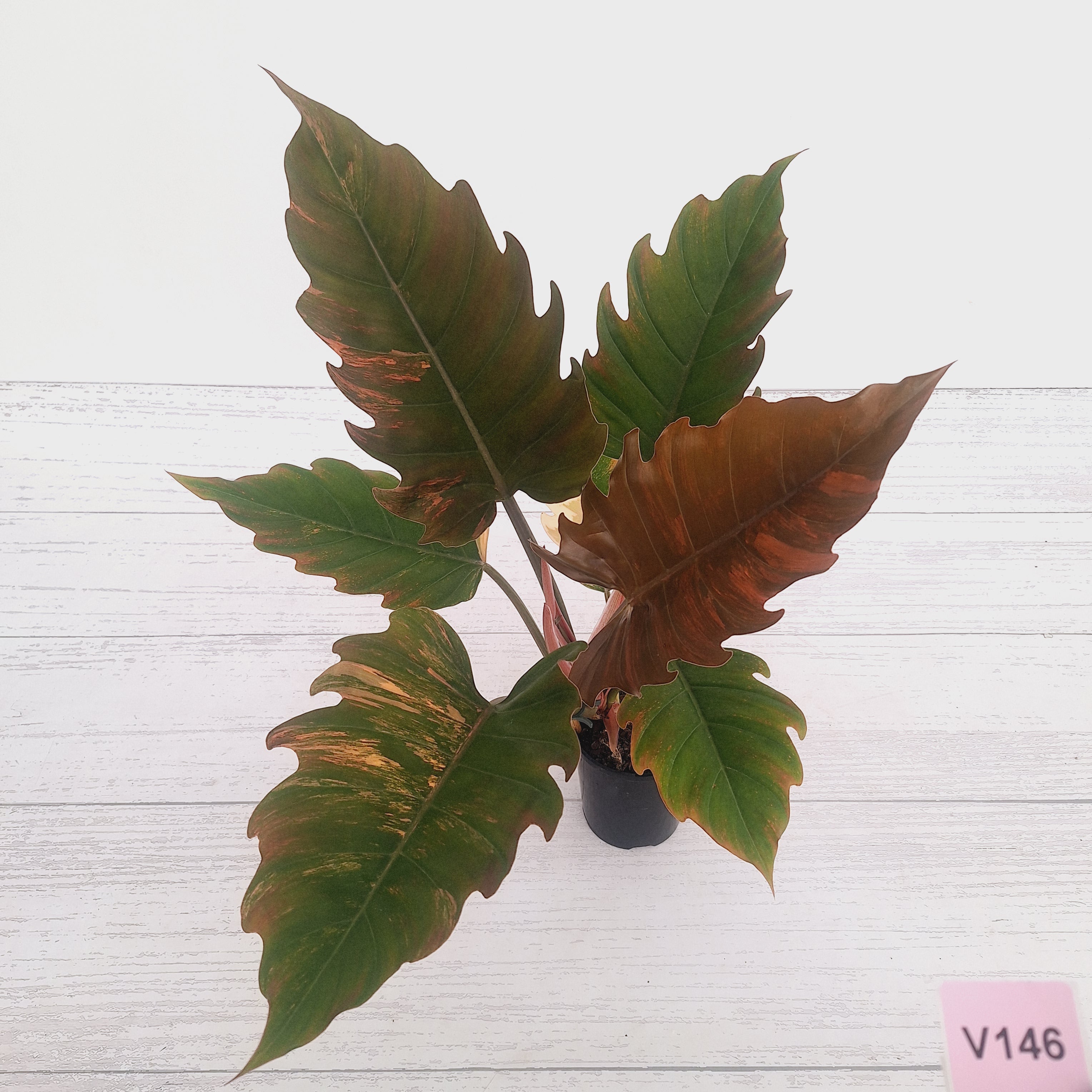 Philodendron serratum Caramel Marble