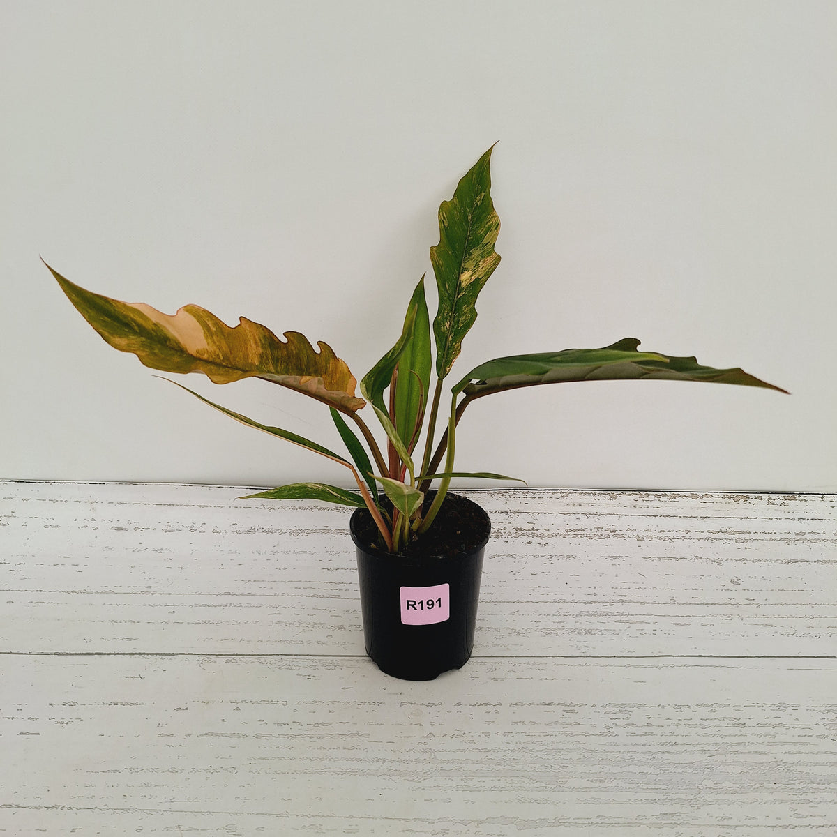 Philodendron serratum 'Caramel Marble'