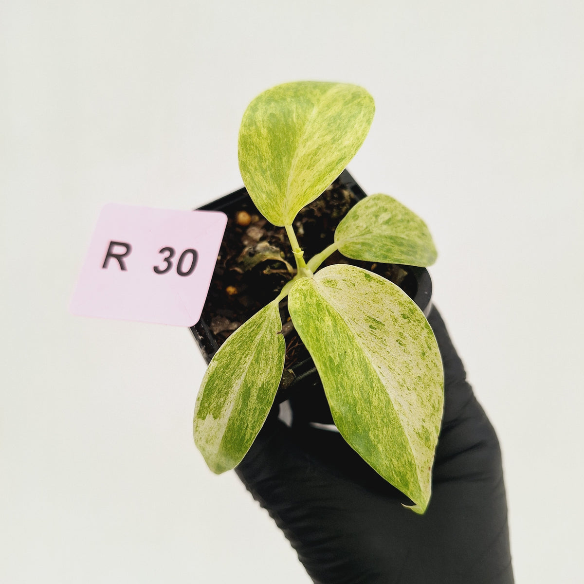 Philodendron giganteum Blizzard - SALE