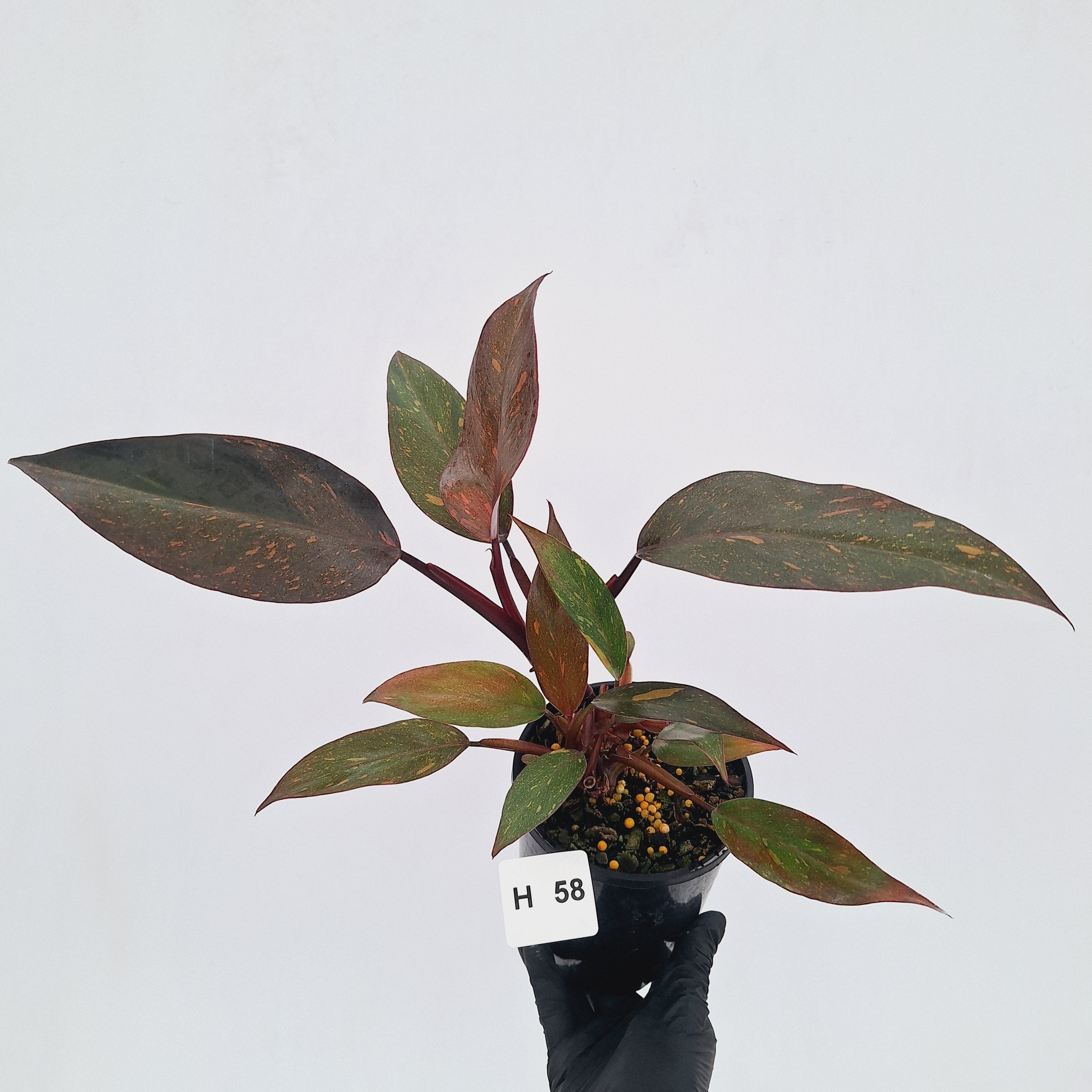 Philodendron 'Orange Princess' - FLASH SALE